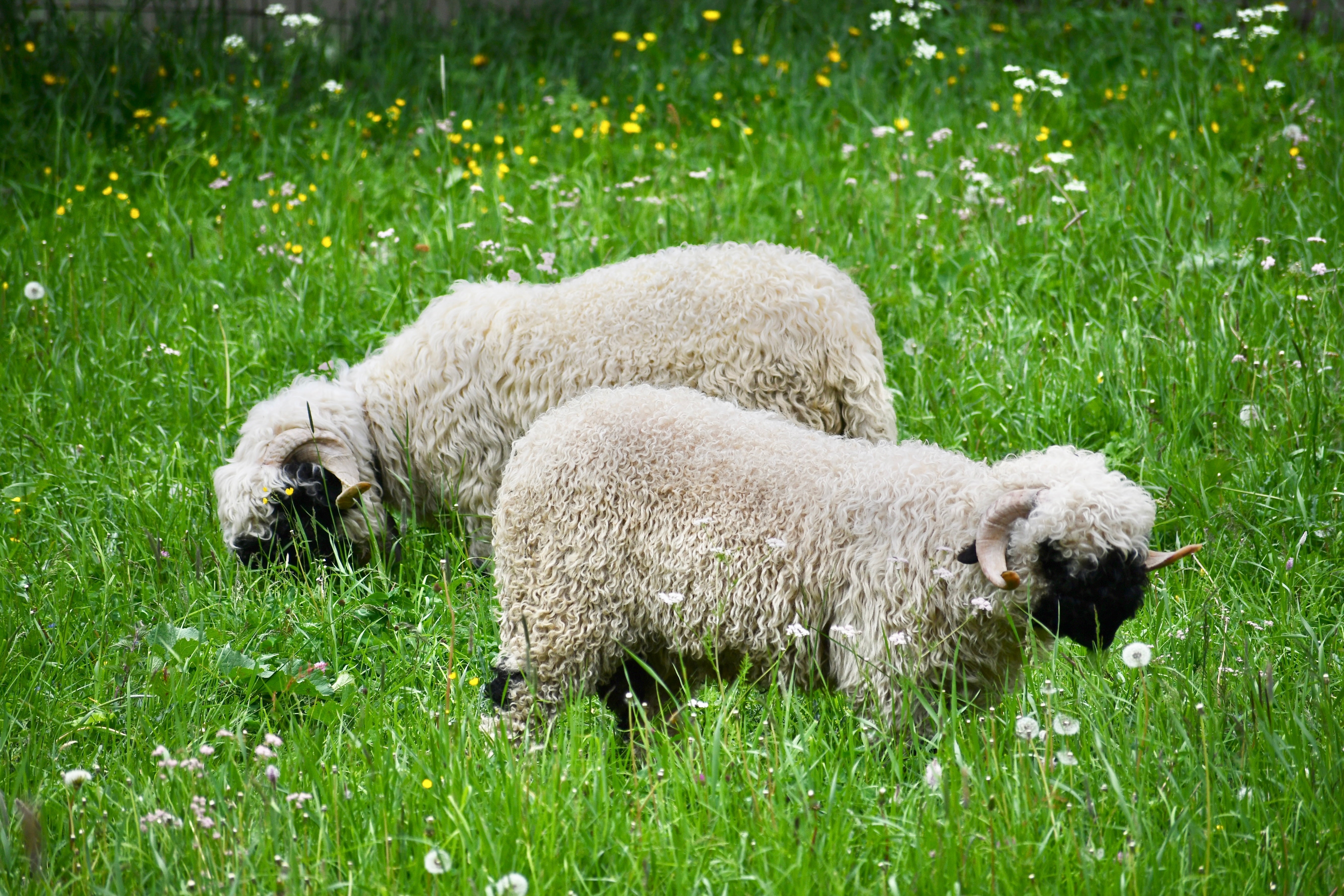Valais Blacknose: the world's cutest sheep